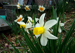 Cylamineus Narcissus