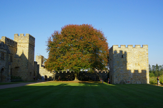 The Great Beech