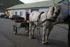 oad - scrumpy jack