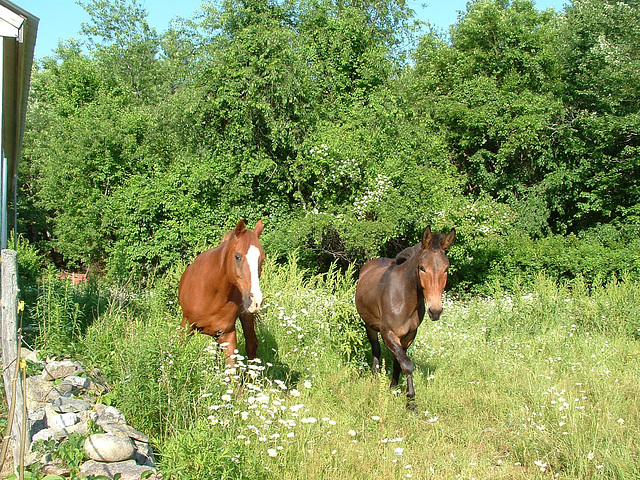 Nybbie & Fargo