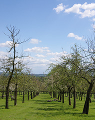 Burrow Hill orchard 4