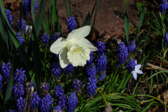 Daffodil Mt. Hood with Grape Hyacinths