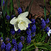 Daffodil Mt. Hood with Grape Hyacinths