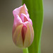 Tulip newborn...