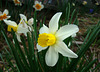 Cyclamineus Narcissus