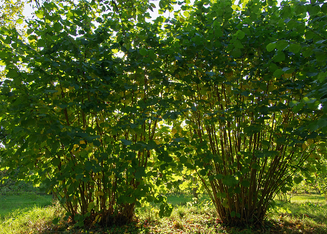 two coppiced hazels