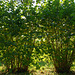 two coppiced hazels