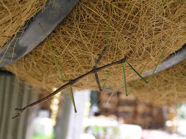 Walking Stick