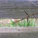 Walking Stick