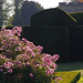 pink roses and yew hedges