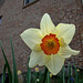 Small Cupped Daffodil