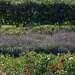 The Union Flag Garden