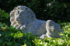 stone lion amongst the ivy