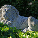stone lion amongst the ivy