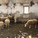 Valbona Valley- Undercover Sheep