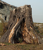 Valbona Valley- Tree Stump