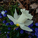 Daffodil Mt. Hood with Grape Hyacinths