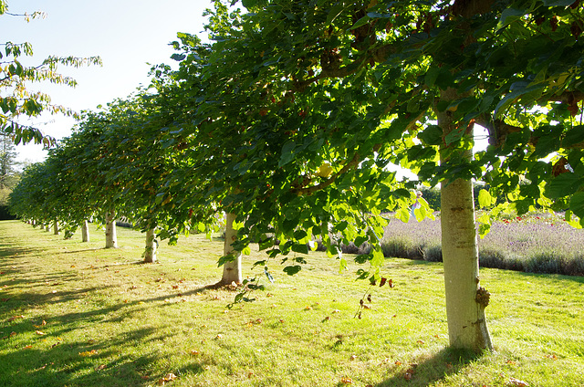 pleached limes