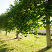 pleached limes