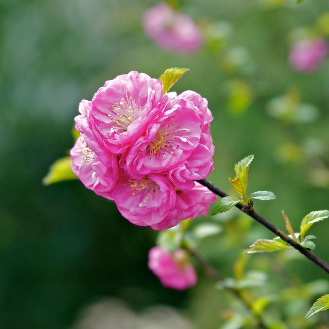 Mandelblüten