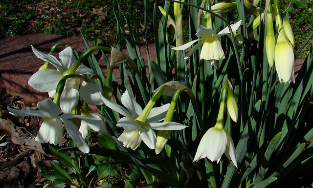 Thalia Narcissus