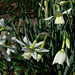 Thalia Narcissus