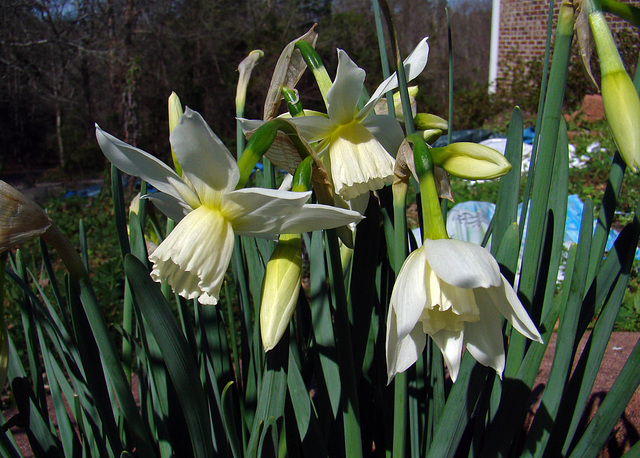 Thalia Narcissus