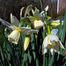 Thalia Narcissus