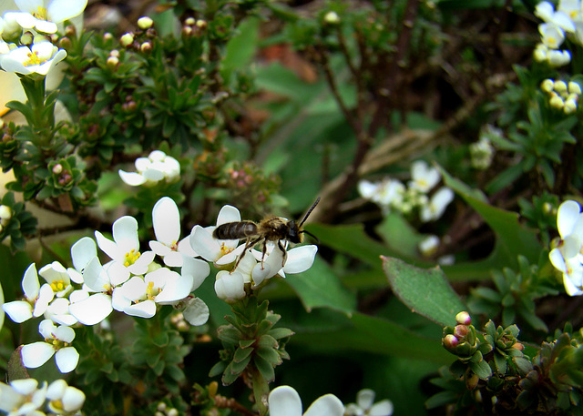 Bee on Arabis