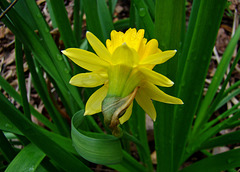 Aberrant Daffodil Flower