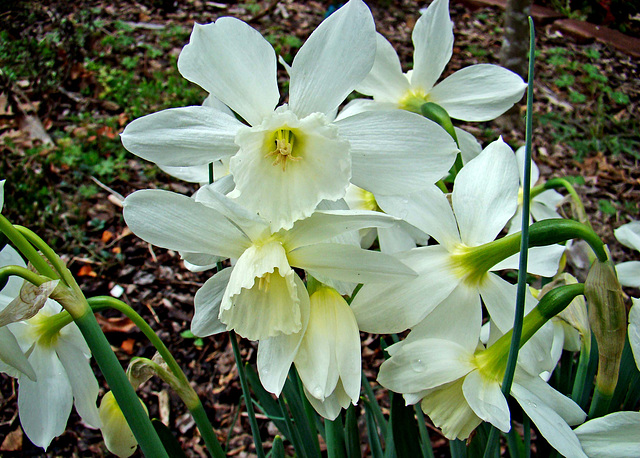 Daffodil - Thalia