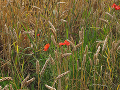 Poppies amid the corn