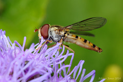 Hoverfly