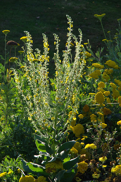 mullein and yarrow