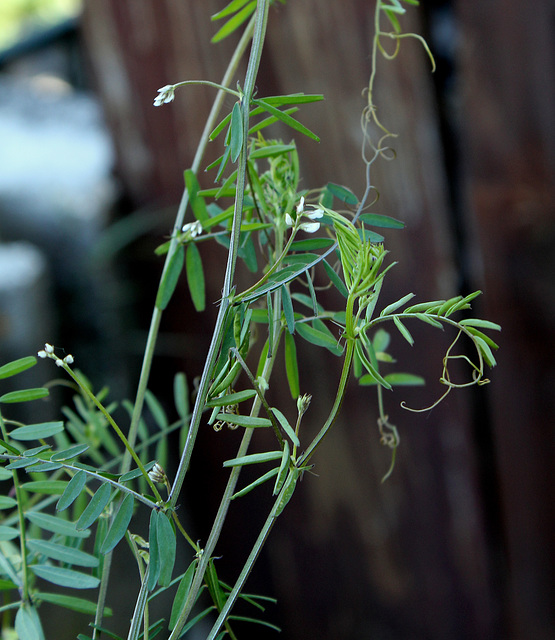 Vicia hirsuta