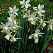 Daffodil - Thalia