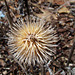 Seed Head