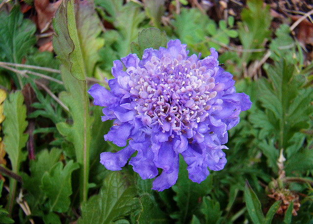 Scabiosa Flower