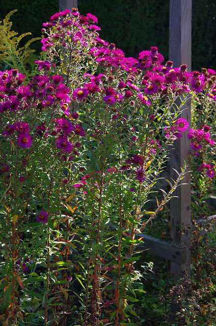 michaelmas daisy