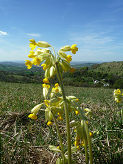 cowslip