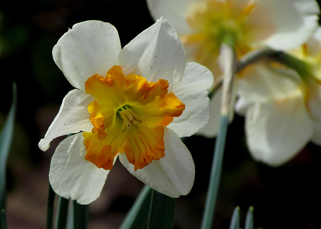 Daffodil