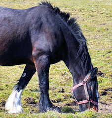 Grazing horse.