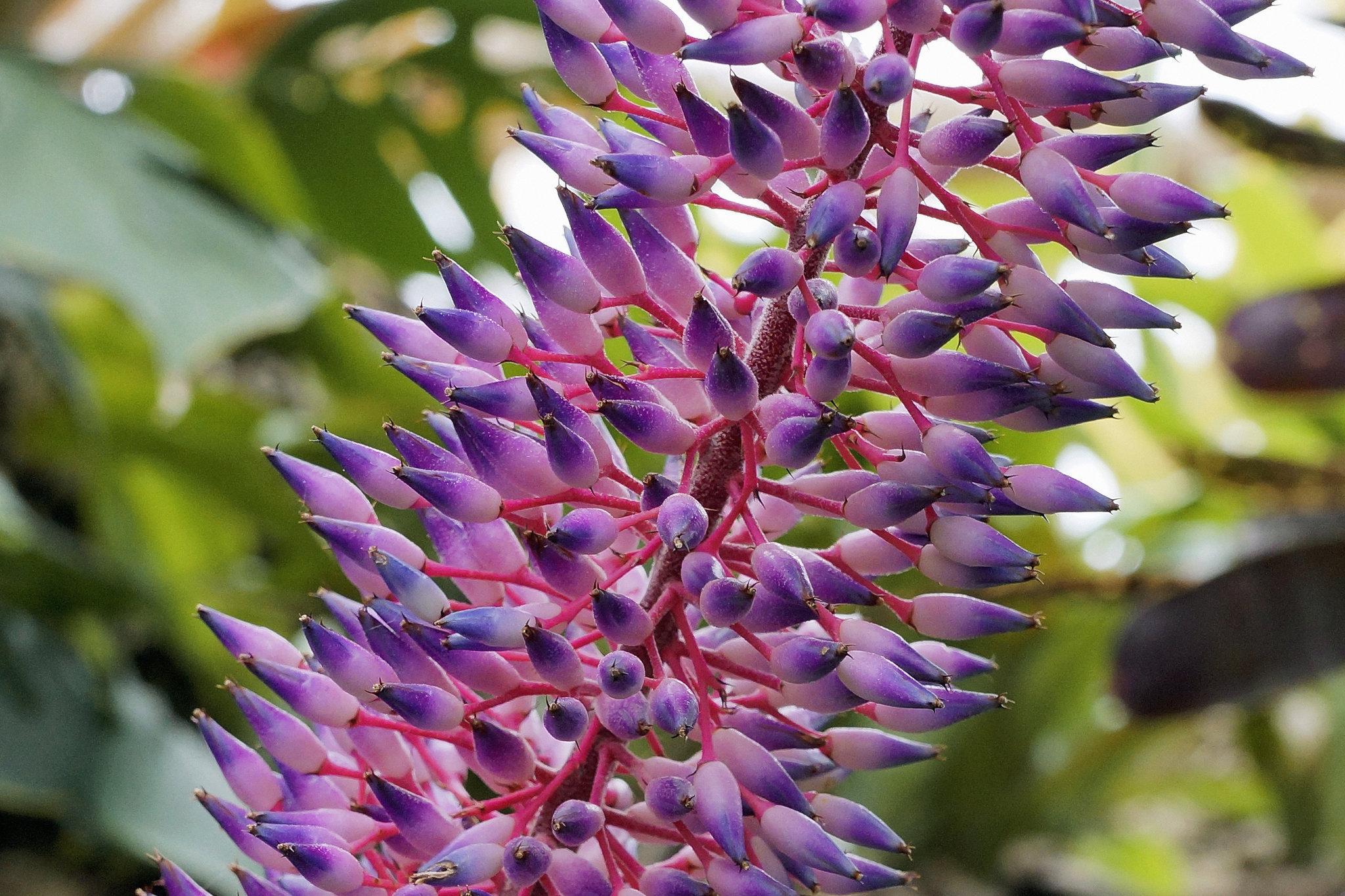 Aechmea Fendleri – Botanical Garden, Montréal, Québec
