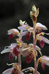 Striped Coralroot