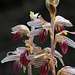 Striped Coralroot