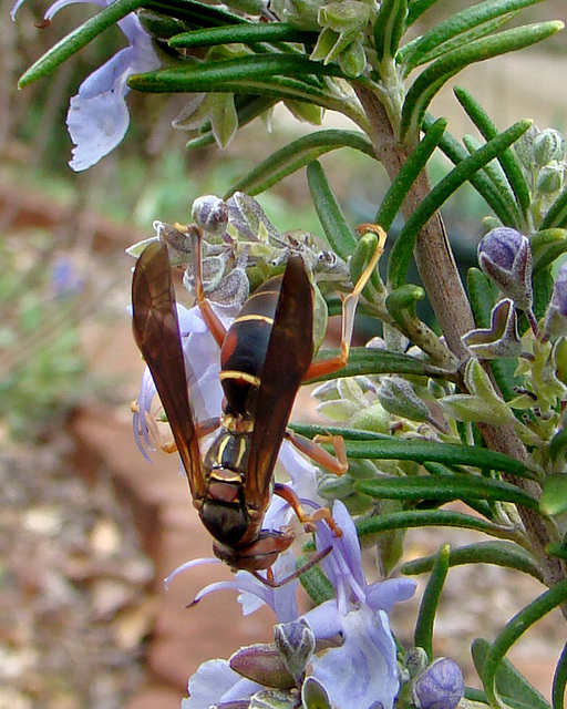 Wasp on Rosemary