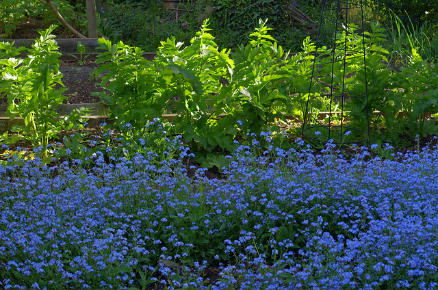 Parsnips and forget-me-nots