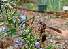 Wasp on Rosemary