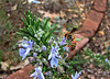 Paper Wasp on Rosemary