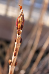 Hydrangea bud